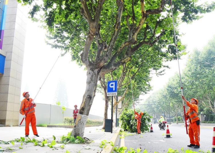 绿化公司工人修剪行道树